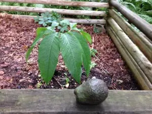 An avocado tree found growing from a pit left in the compost pile.