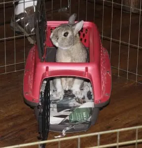 Aâ
Netherlandâ
Dwarfâ
rabbit,â
broughtâ
alongâ
toâ
theâ
presentation,â
looksâ
aâ
bitâ
surprisedâ
toâ
beâ
theâ
centerâ
ofâ
attention.â