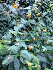 Jewelweed