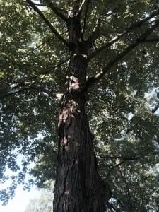 Deciding to remove a healthy tree is never an easy decision. (Photo by Mary Ann Ebner)