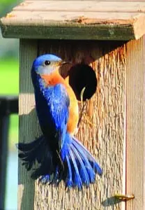 bluebird
