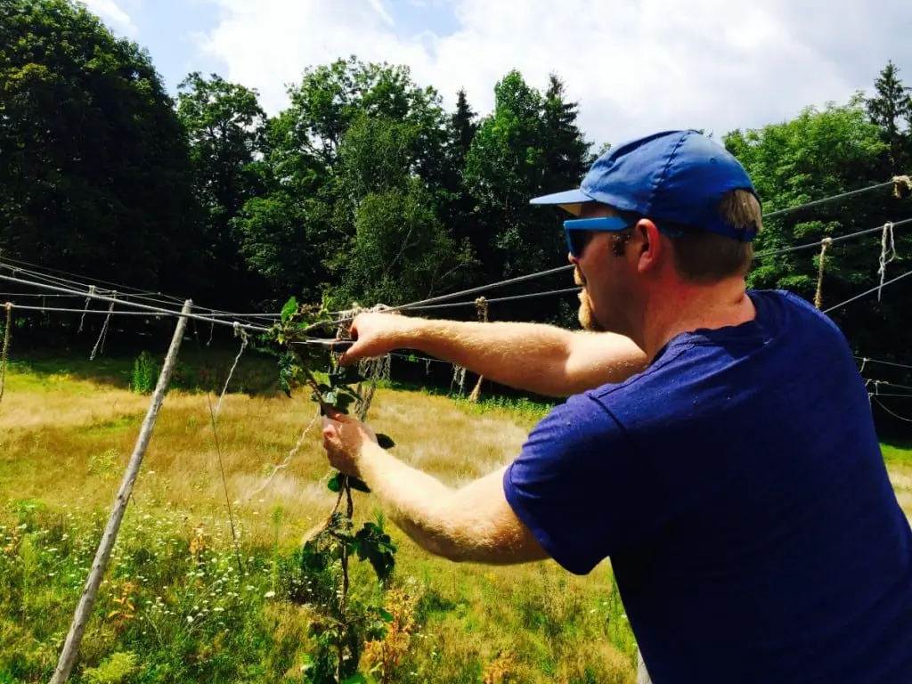 Tim Heuer at Obercreek Farm, cutting down a hop hill.