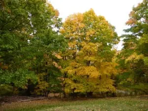 Gorgeous fall color is coming soon. (Photo by P. Doan)