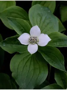 Creeping dogwood, or bunchberry, in bloom