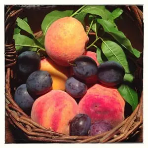 Stone fruit