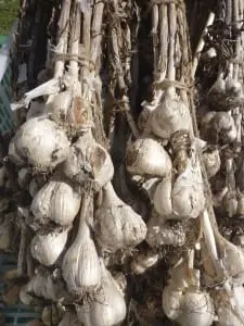 A stalk of garlic bulbs is an old world edible ornament for the kitchen in winter.