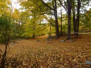 From pretty fall landscape to fertilizer for the garden, leaves are a valuable resource.
