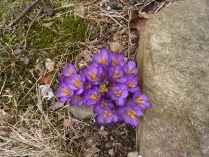 Crocuses are some of the earliest blooming flowers in the spring. (Photo by P. Doan)
