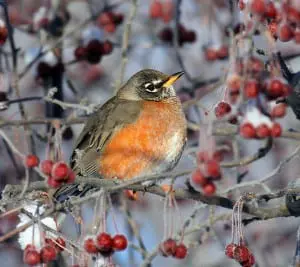 Robins have moved farther north in winter and have been seen in Philipstown due to warming temperatures.