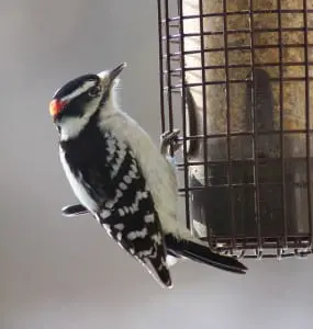 Downy woodpecker (photo by Kim Clair Smith)