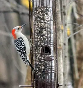 Red-bellied woodpecker (photo by Kim Clair Smith)