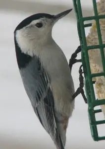 White-breasted nuthatch on suet (photo by Kim Clair Smith)