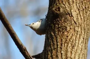 White-breasted nuthatch with sunflower seed (photo by Jeanne Tao)