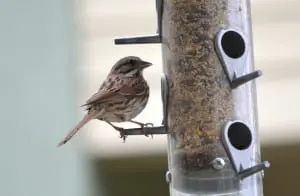 Song sparrow (photo by Jeanne Tao)