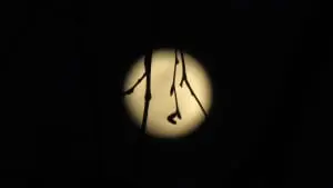 Full Moon, by Michael Turton