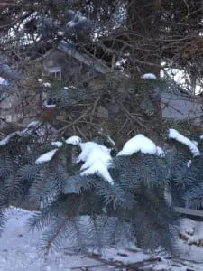 This blue spruce has whorled branches and shows the active and inactive parts of the branch. (Photo by. P Doan)