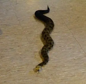 Pooh, a timber rattlesnake from the Bear Mountain State Park zoo, checks out the floor space at the Taconic Outdoor Education Center.