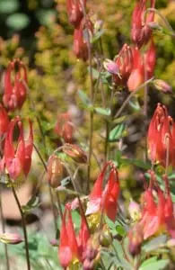 Wild red columbine (photo by Jeanne Tao)