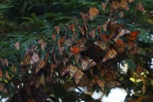 Monarchs at their winter habitat in Mexico