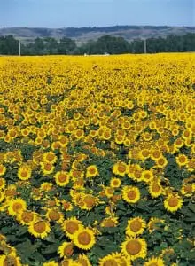 A field of sunflowers makes a cheery scene.