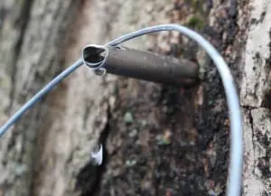 Springtime sap