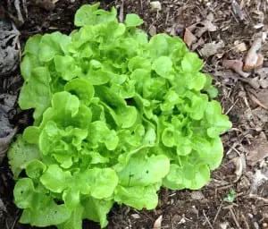 Start greens like lettuce from seed in the garden now, but wait until mid-May for other vegetables. (Photo by P. Doan)