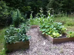         Reply         Delete     Pamela Doan     It's almost time to plant the garden. Rotate plantings for better success. (Photo by P. Doan)
