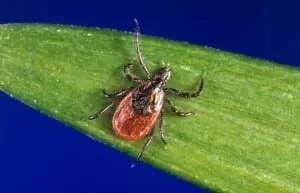 A black-legged tick (Photo by Jim Gathany /CDC)