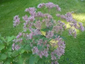Joe-pye weed is an excellent choice for a native plant that will attract bees. (Photo by P. Doan)