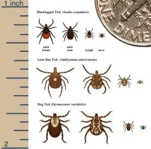 The life cycle of various ticks (Source: CDC)