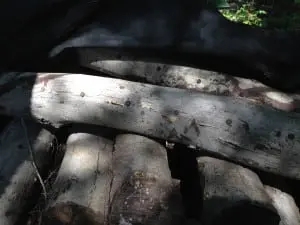 Inoculated ash logs where shiitake plugs have been inserted into drilled holes (Photo by P. Doan)