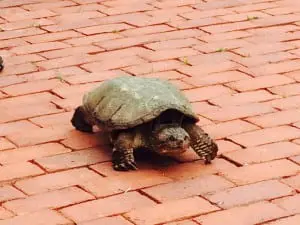 A female turtle traverses Boscobel’s Belvedere Lookout.