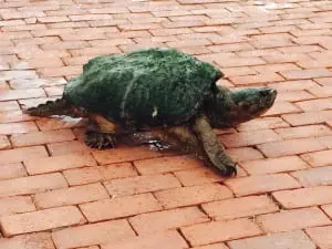 A male turtle takes its turn on the bricks.