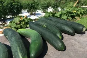Farm stand cucumbers