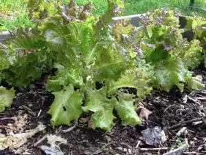 As cool weather vegetables like lettuce are harvested for the summer, sow seeds for a fall harvest. Photo by P. Doan