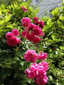 The Dorothy Perkins rose variety can have white blooms, too.