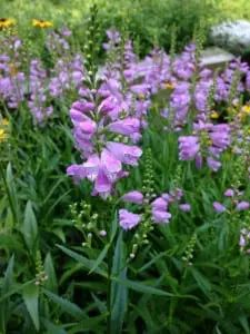 Native beauty in a penstemon flower (photo by P. Doan)