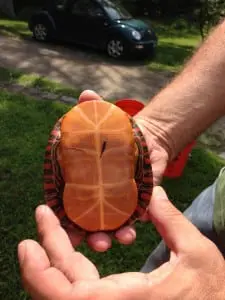 The underside of a painted turtle.