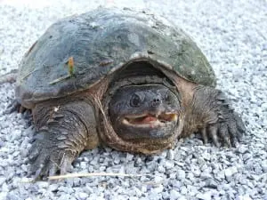 Learn all about and meet live snapping turtles on Aug. 1 (Photo by Pam Golben)