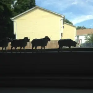 "Procession"â
byâ
Theresaâ
Gooby,â
installedâ
atâ
Barb'sâ
Butchery (Photoâ
byâ
T.â
Gooby)