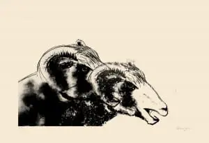 "Sheep" by Elana Goren