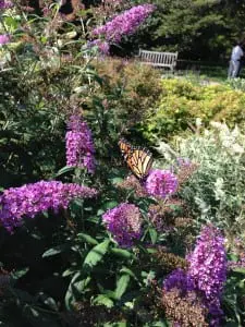 A monarch at the New York Botanical Garden (photo by P. Doan)