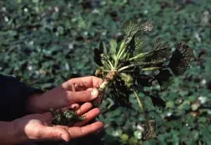 Water chestnut rosettes lie on the water’s surface, and the flexible root is long enough that it can grow in water up to 16 feet deep.