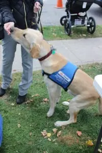 VeryâImportantâCanineâ"Wrangler",âa/k/aâtheâTODAYâShowâdog,âgetsâaâtreatâatâtheâStrutâYourâPupâevent.ââ(PhotoâbyâA.âRooney)