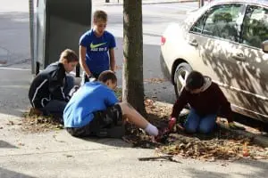 Seventh Grade Service Day participants help weed tree pits and plant new trees on Main St.   Photo by A. Rooney 