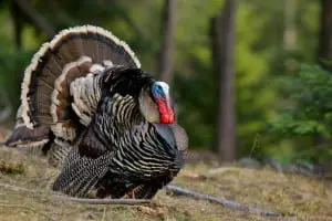 Wild turkey is one of the more popular species hunted in Putnam County. (Photo courtesy of Taconic Outdoor Education Center)