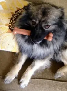 Cody as a puppy