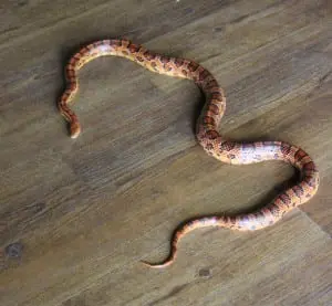 AâCornâSnake,âwhichâattendeesâcircledâaround,âwasâtheâhighlightâofâtheâ"SnakesâAlive"âpresentation.âââPhotoâbyâA.âRooney 