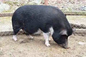 Adele was "skin and bones" when she arrived at the sanctuary. (Photo by M. Turton) M. Turton photo