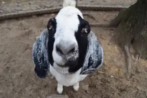 This goat is not camera shy! (Photo by M. Turton)